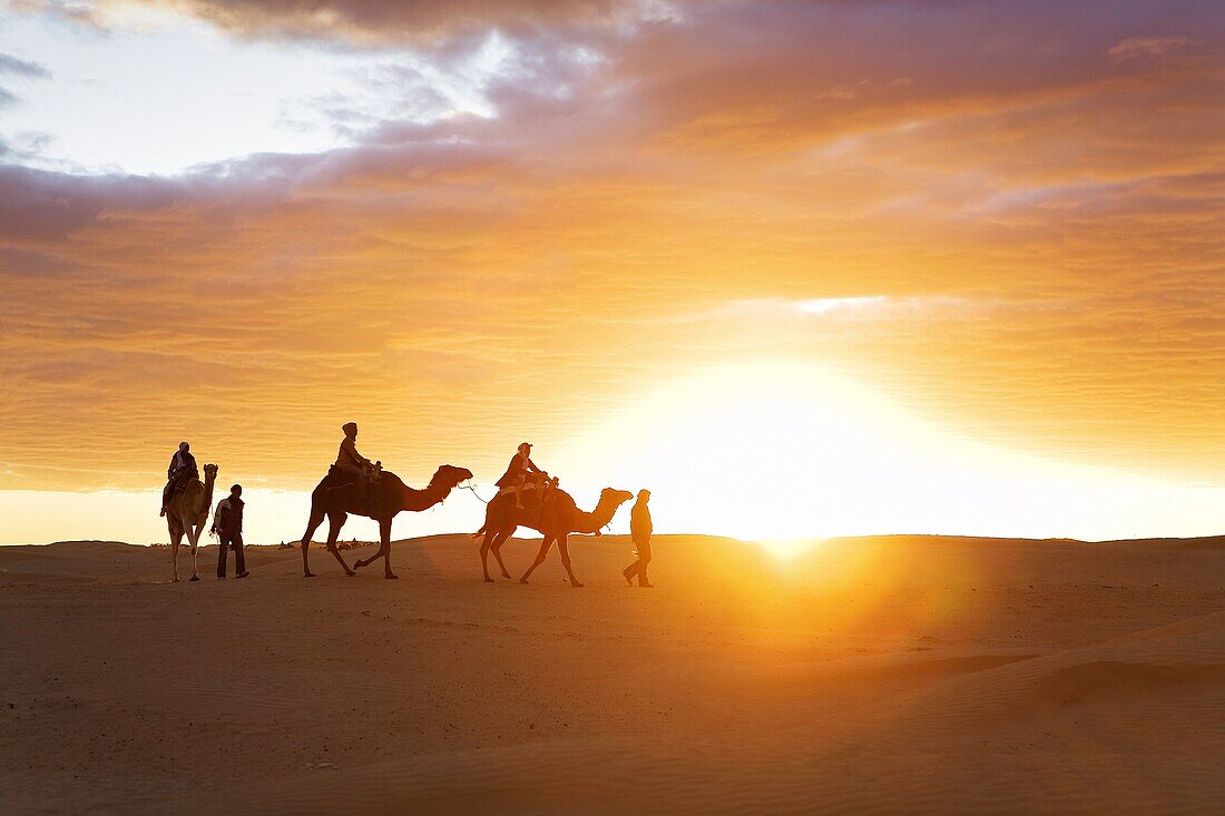 Tunisia Douz  Desert  dromedaries