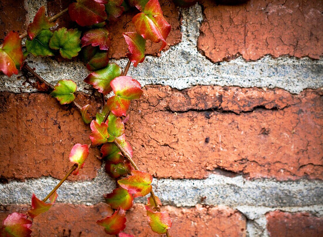 Colorful ivy clinging and crawling on a distressed brick wall