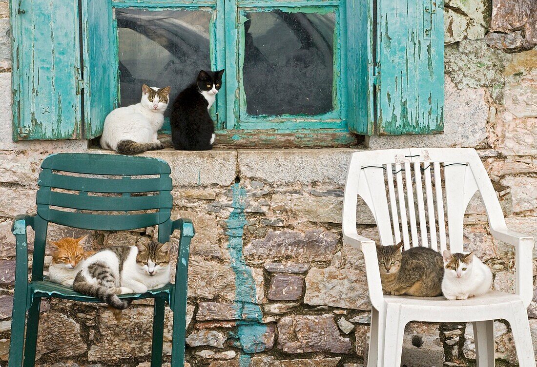Cats in the fishing village of Trahila, in the Outer Mani, Southern Peloponnese, Greece