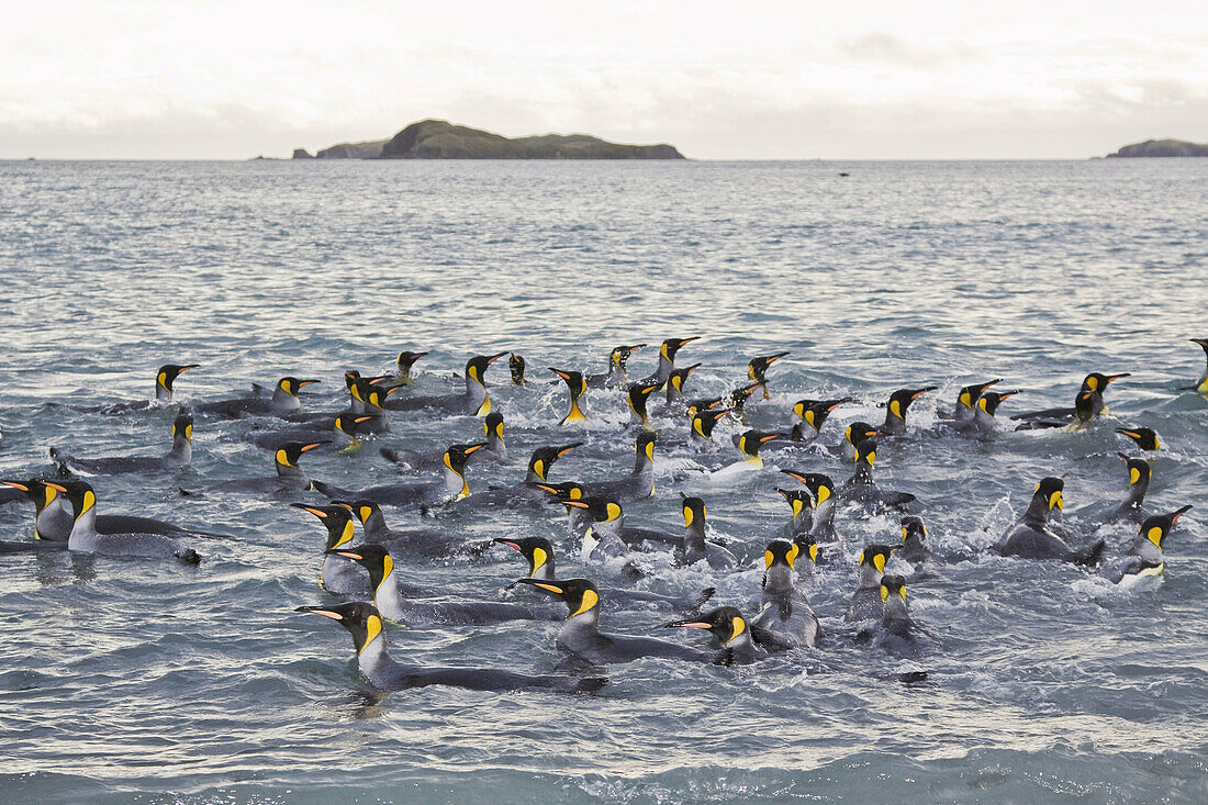 King Penguin Aptenodytes patagonicus breeding and nesting colonies on South Georgia Island, Southern Ocean  King penguins are rarely found below 60 degrees south, and almost never on the Antarctic Peninsula  The King Penguin is the second largest specie