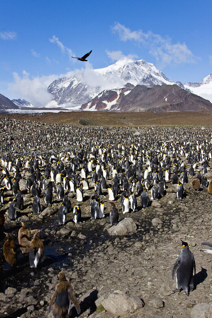 King Penguin Aptenodytes patagonicus breeding and nesting colonies on South Georgia Island, Southern Ocean  King penguins are rarely found below 60 degrees south, and almost never on the Antarctic Peninsula  The King Penguin is the second largest specie