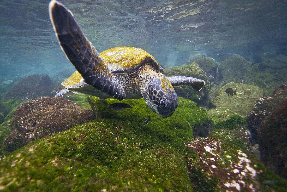 Adult green sea turtle Chelonia mydas agassizii underwater off the west side of Isabela Island in the waters surrounding the Galapagos Island Archipeligo, Ecuador  Pacific Ocean