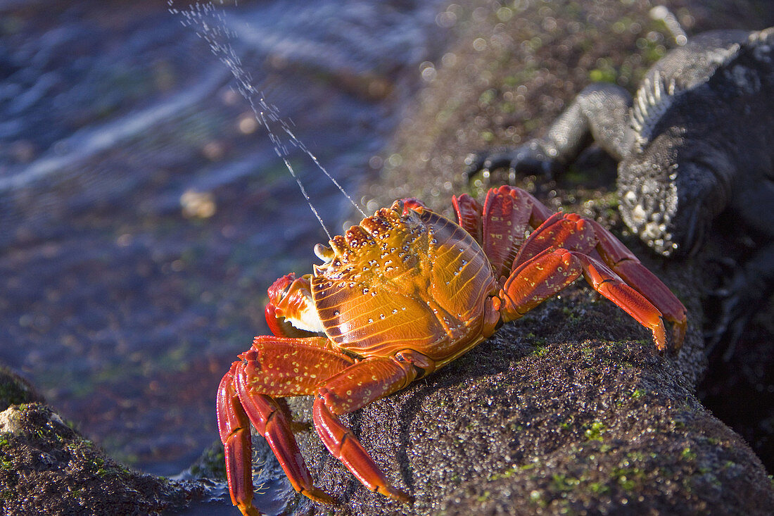 Sally lightfoot crab Grapsus grapsus spraying water towards marine iguana in the litoral of the Galapagos Island Archipeligo, Ecuador  Pacific Ocean  This bright red crab is one of the most abundant invertabrates to be seen in the intertidal area of the