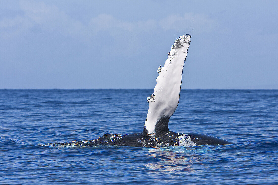 Adult humpback whale Megaptera novaeangliae pectoral fin slapping in the AuAu Channel between the islands of Maui and Lanai, Hawaii, USA  Each year humpback whales return to these waters in the winter and spring to mate and give birth to their calves  I