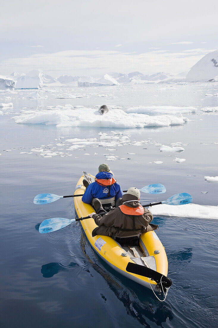 National Geographic photographer Joel Sartore and his wife Kathy kayaking with a leopard seal near Danco Island, Antarctica  The Leopard seal Hydrurga leptonyx is the second largest species of seal in the Antarctic after the Southern Elephant Seal, an