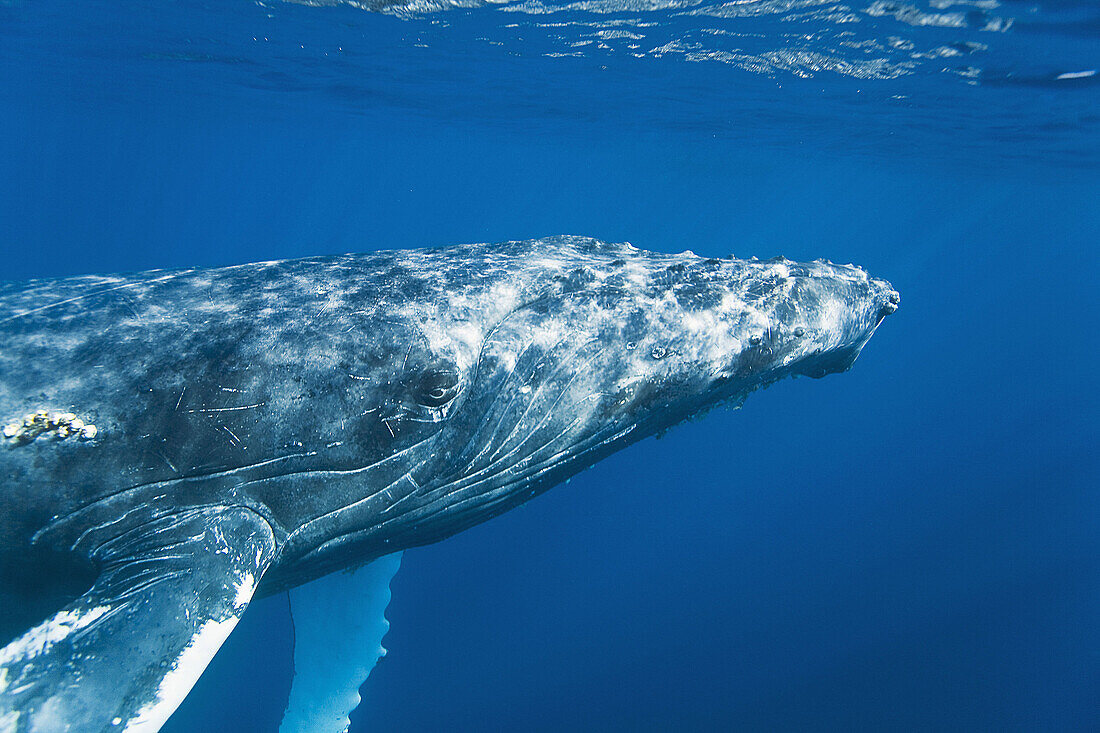 A curious adult humpback whale Megaptera novaeangliae approaches the boat underwater in the AuAu Channel between the islands of Maui and Lanai, Hawaii, USA  Each year humpback whales return to these waters in the winter and spring to mate and give birth