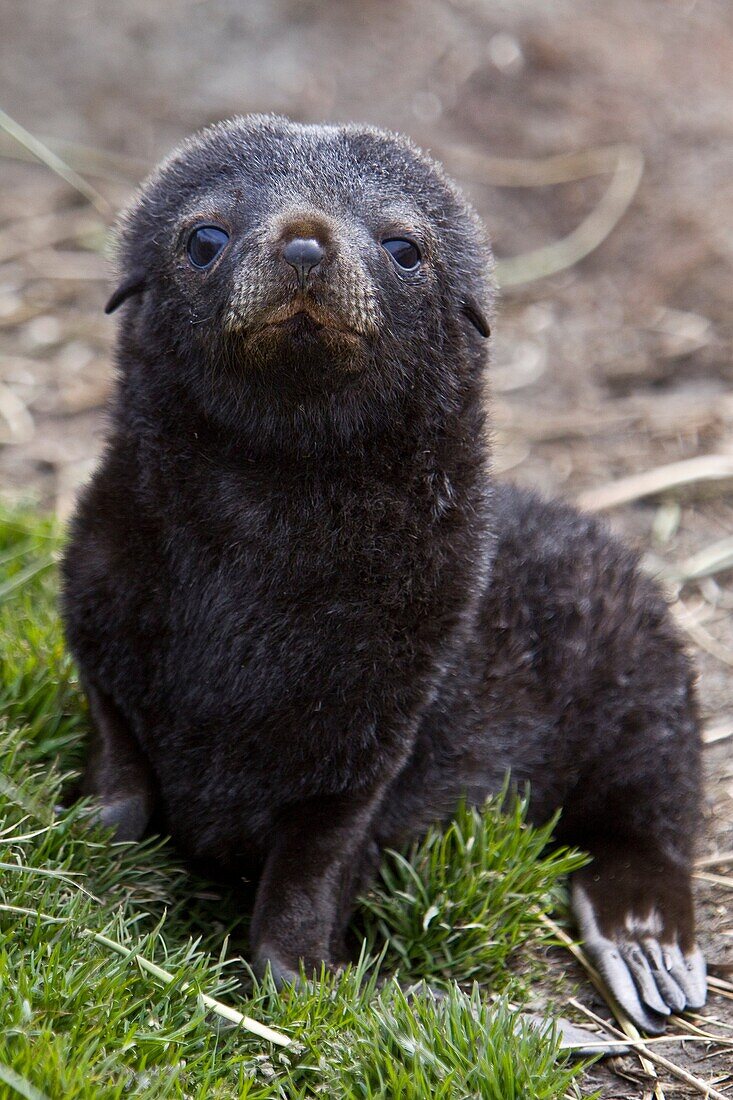 Antarctic Fur Seal Arctocephalus gazella pup - in its dark lanugo birth coat - on the island of South Georgia, southern Atlantic Ocean  As its name suggests, the Antarctic Fur Seal is distributed in Antarctic waters  Around 95 of the world population bree