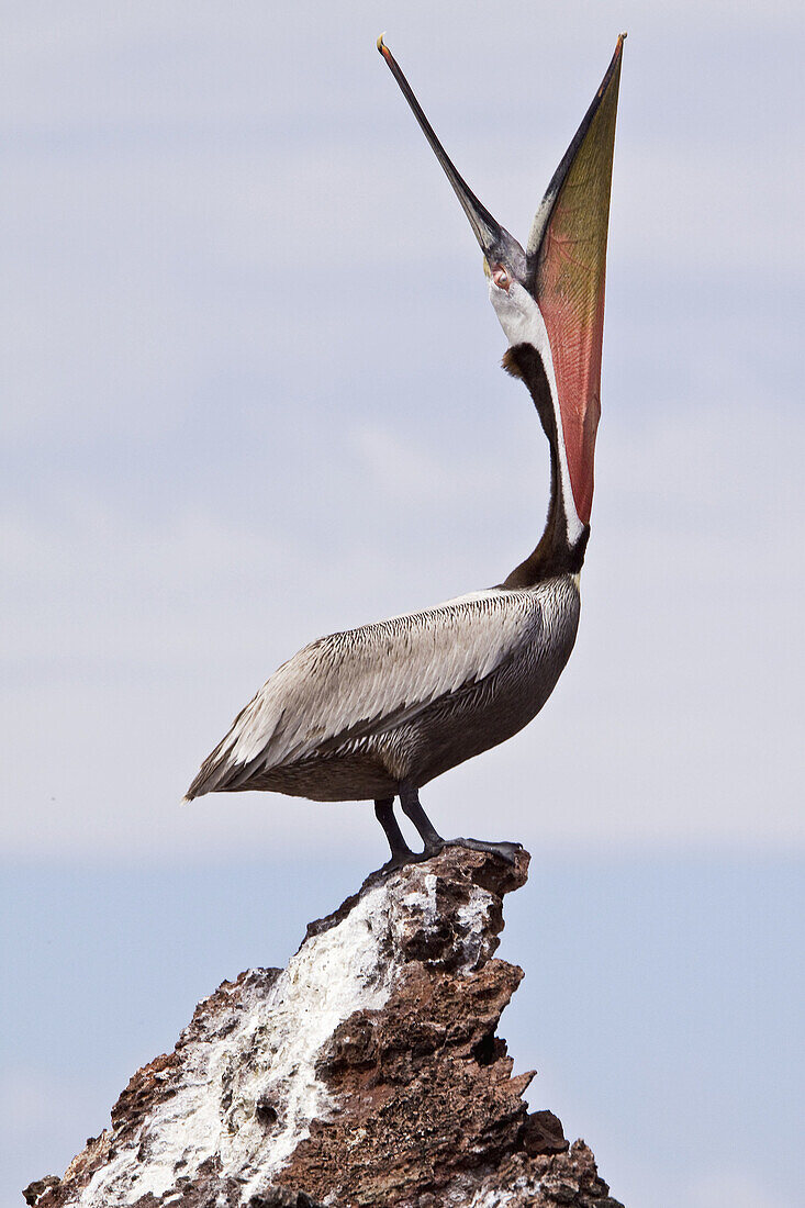Brown pelican Pelecanus occidentalis in the Gulf of California Sea of Cortez, Baja California Norte, Mexico