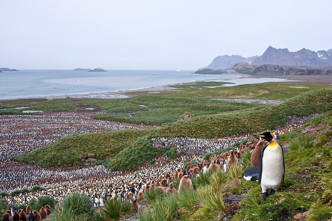 King Penguin Aptenodytes patagonicus breeding and nesting colonies on South Georgia Island, Southern Ocean  King penguins are rarely found below 60 degrees south, and almost never on the Antarctic Peninsula  The King Penguin is the second largest species