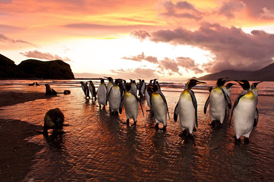 Sunrise on the king penguin Aptenodytes patagonicus breeding and nesting colonies at St  Andrews Bay on South Georgia Island, Southern Ocean  King penguins are rarely found below 60 degrees south, and almost never on the Antarctic Peninsula  The King Peng