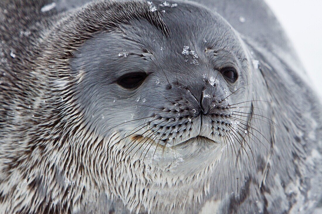 Weddell Seal Leptonychotes weddellii hauled out on ice near the Antarctic Peninsula, southern Ocean  This is the most southerly breeding seal in the world, south to 78 degrees south, inhabiting both pack and fast ice  A weddell seal can grow 2 8 metres 9