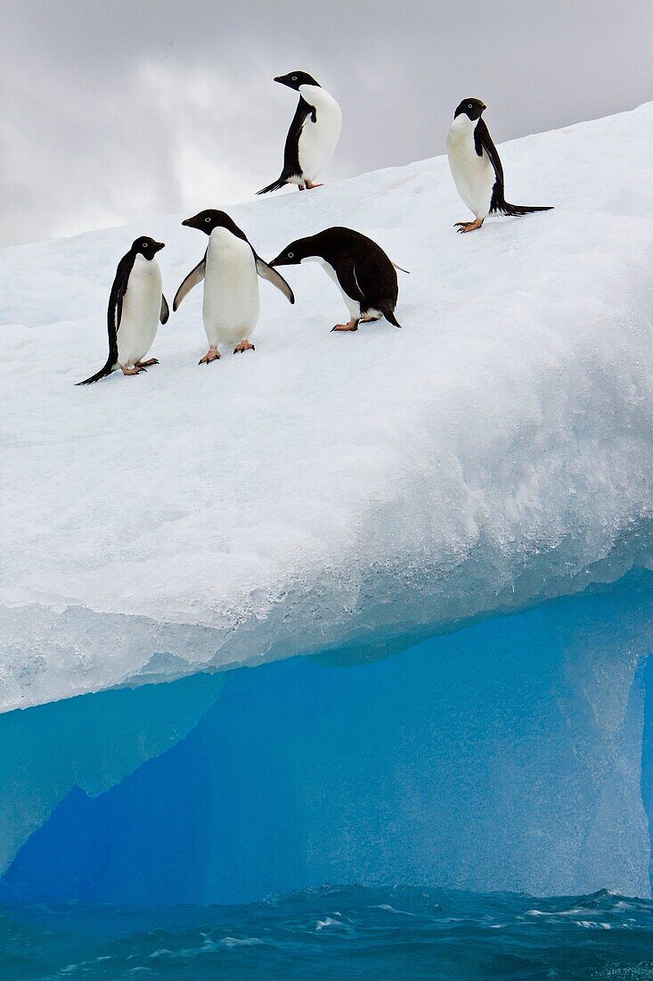 Adelie penguin Pygoscelis adeliae near the Antarctic Peninsula, Antarctica  The Adélie Penguin is a type of penguin common along the entire Antarctic coast and nearby islands  These penguins are mid-sized, being 46 to 75 cm 18 to 30 in in length and 3 9 t