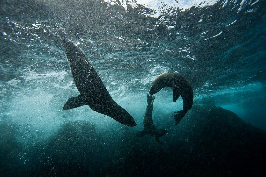 Galapagos fur seal Arctocephalus galapagoensis playing in the surf on Isabela Island in the Galapagos Island Archipeligo, Ecuador  MORE INFO: This small pinniped is endemic to the Galapagos Islands only  Pacific Ocean