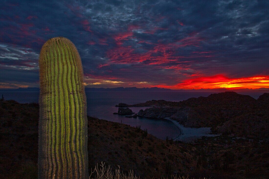 Cactus in bloom in the Sonoran Desert of the Baja California Peninsula, Mexico