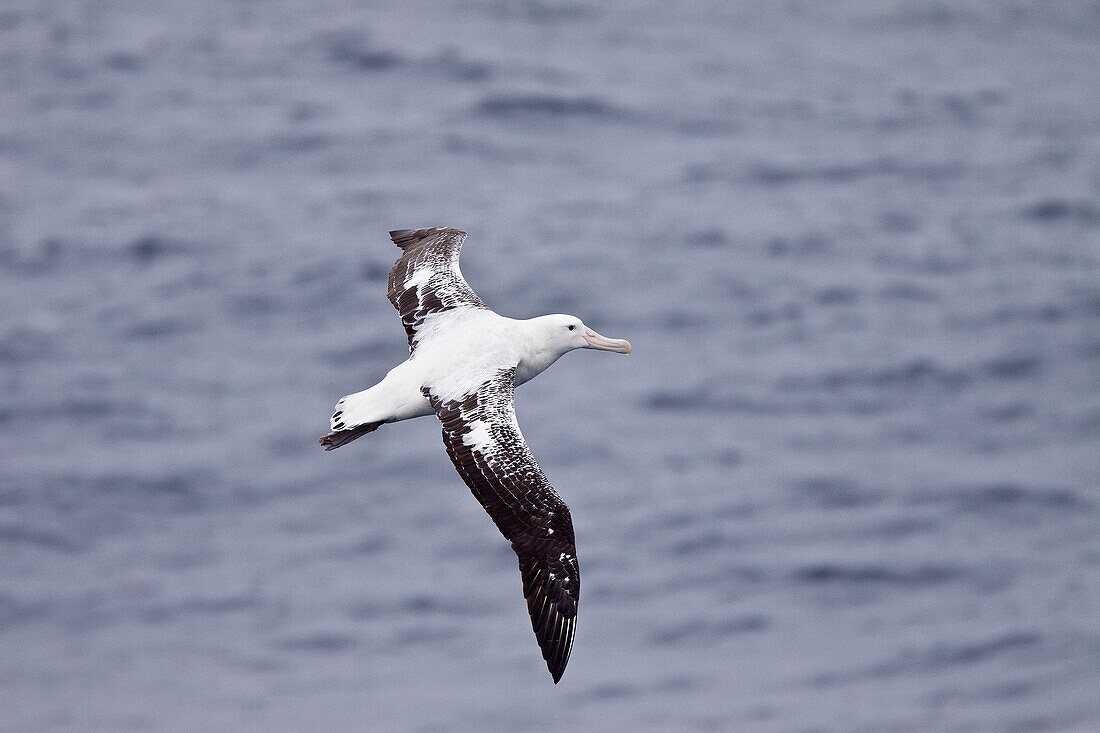Wandering albatross Diomedea exulans on the wing in the Drake Passage between the tip of South America and the Antarctic Peninsula, southern ocean  The Wandering Albatross has the largest wingspan of any living bird, with the average wingspan being 3 1 me