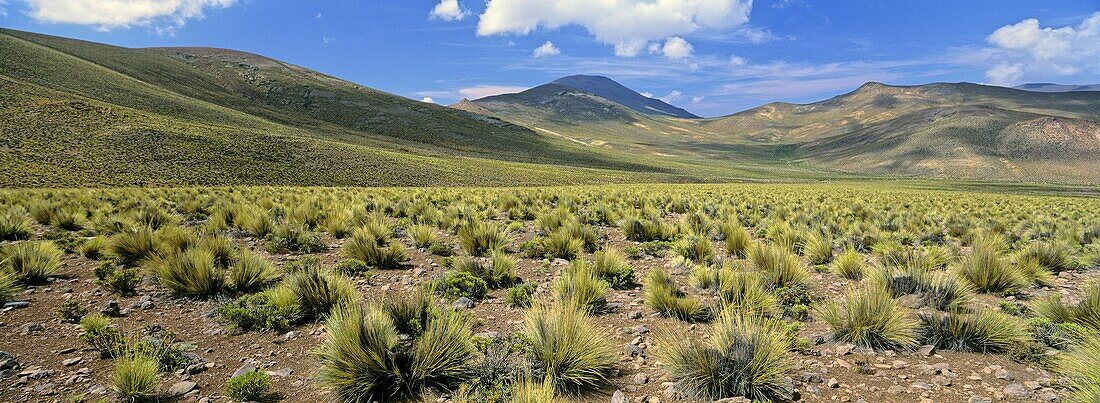 Altiplano Landscape, Chile  America, South America, Chile, Norte Grande, Altiplano, February 2003