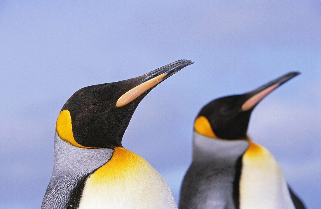 King Penguin Aptenodytes patagonica portrait on beach, St  Andrews Bay, Island of South Georgia, November 2003