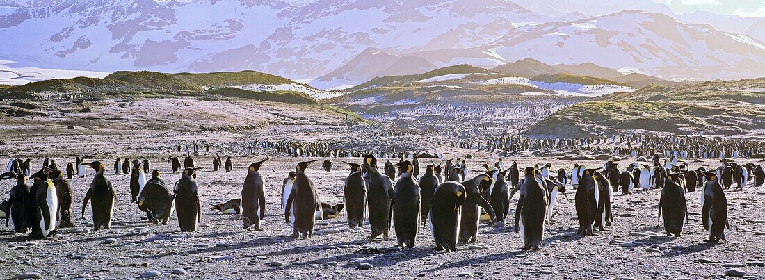 King Penguin colony aptenodytes patagonicus on South Georgia  Penguins facing the sun during sunset  The ground is covered with feathers from moulting adults Anarctica, subanatarctica, South Georgia, St  Andrews Bay, November 2003