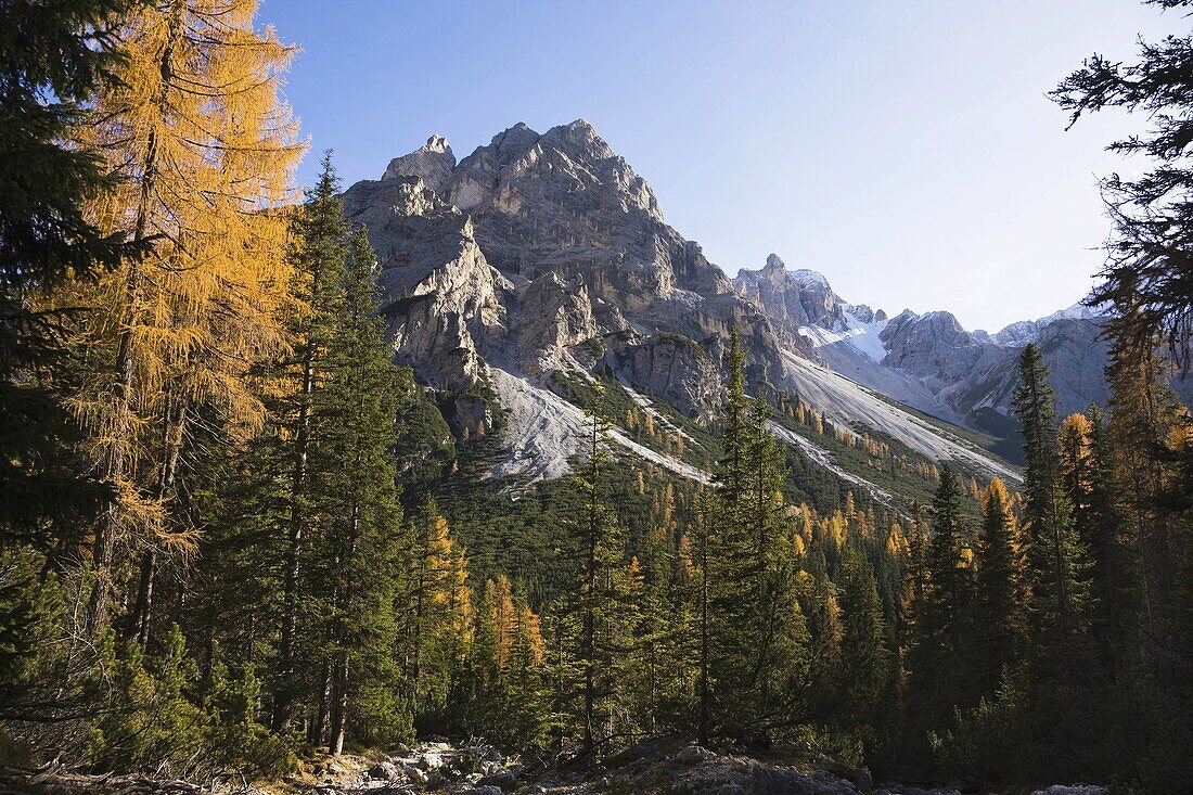 Mountain Forest with yellow colored larches in fall in the Laerchental Valley of the Larches in South Tyrol     Prags, Nature Park Fanes Sennes Prags, South Tyrol, Alto Adige, Italy
