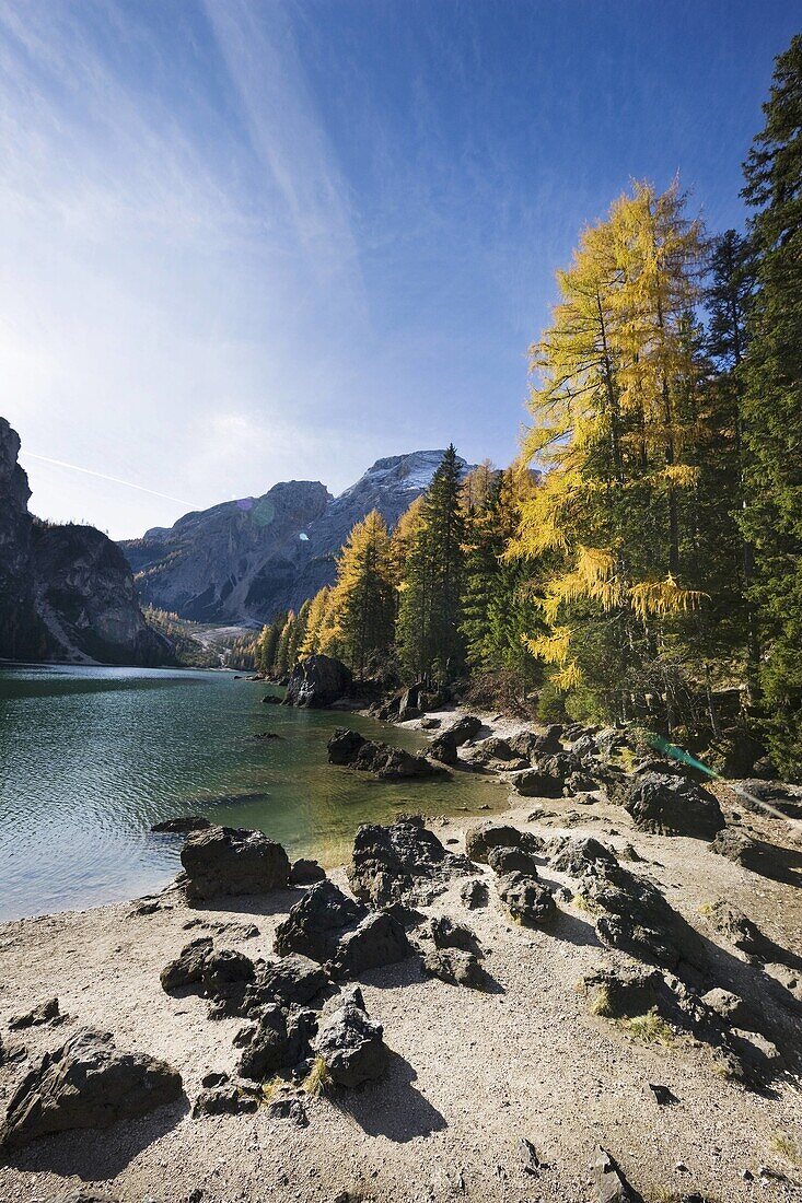 The Pragser Wildsee Lake Prags, Lago die Braies is one of the main toruist attractions in South Tyrol  In late fall the yellow larch trees are reflecting in the dark water of the lake     Prags, Nature Park Fanes Sennes Prags, South Tyrol, Alto Adige, Ita