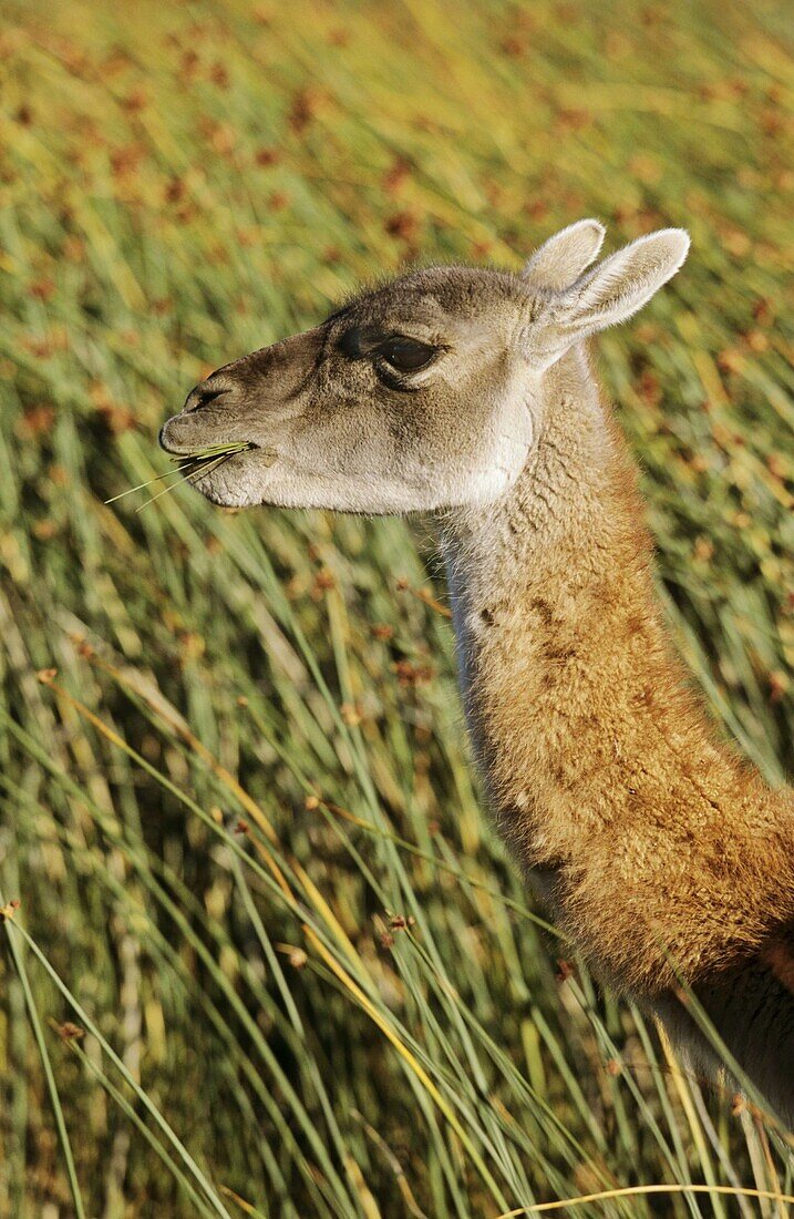 Guanaco Lama guanicoe Portrait, Chile   Guanaco is a camelid and closely related to the domestic Lama and Alpaca  America, South America, Chile, November 1999