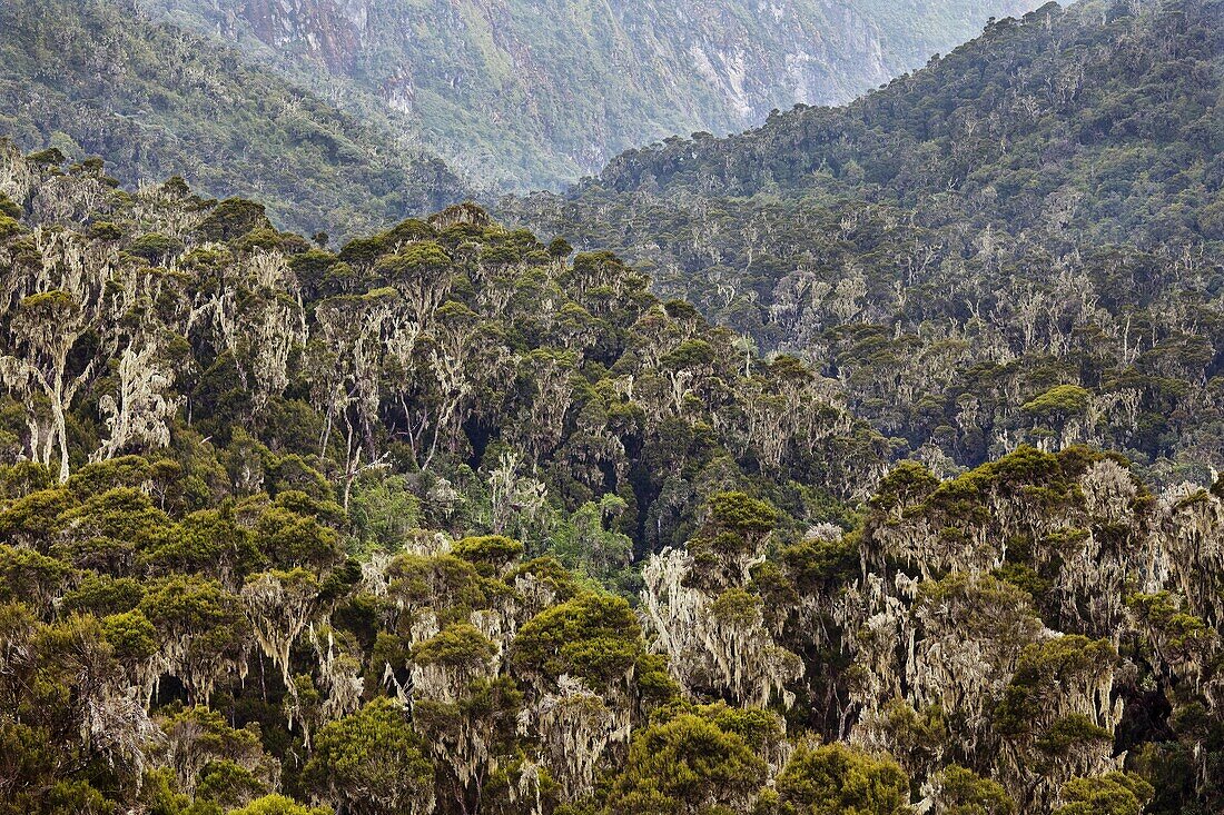 Dense Rain forest of Giant Heather trees Erica trimera, Erica kingaensis with lichen Usnea in Mobuku Valley 3500m in Rwenzori Mts Africa, East Africa, Uganda, Rwenzori, January 2009