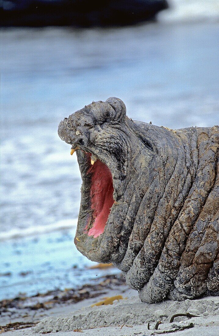 Southern Elephant Seal bull mouth wide open in threat or fear display on beach during moulting season, Falkland Islands, January 2003