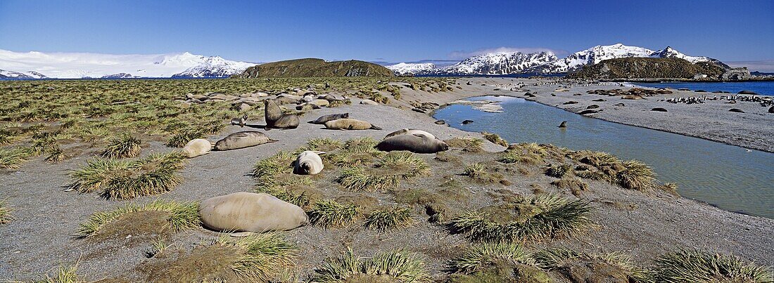 Southern Elephant Seal mirounga leonina beach with harems, Island of South Georgia, November 2003