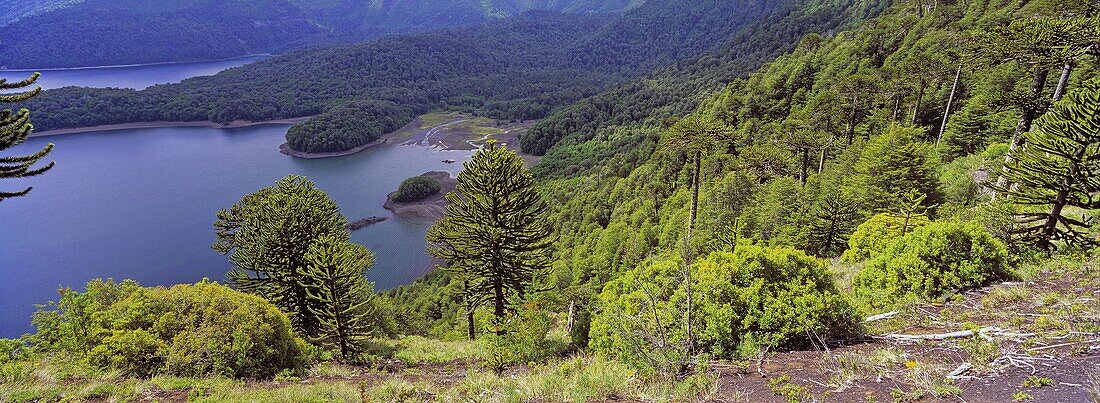Monkey Puzzle Tree, Southern Beeches and lava dammed lake   Conguillo National Park, Region La Araucania, Chile