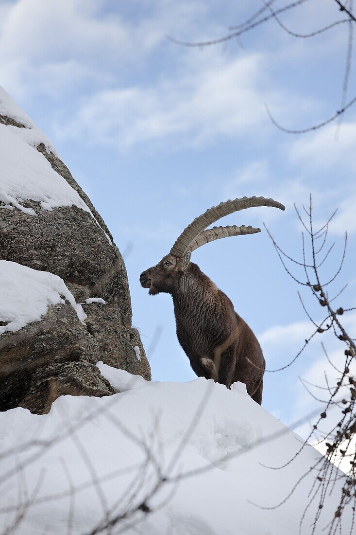 Ibex Capra ibex stands on rock during dawn with fresh deep snow     Gran Paradiso National Park, Valsavarenche, Aosta, Italy