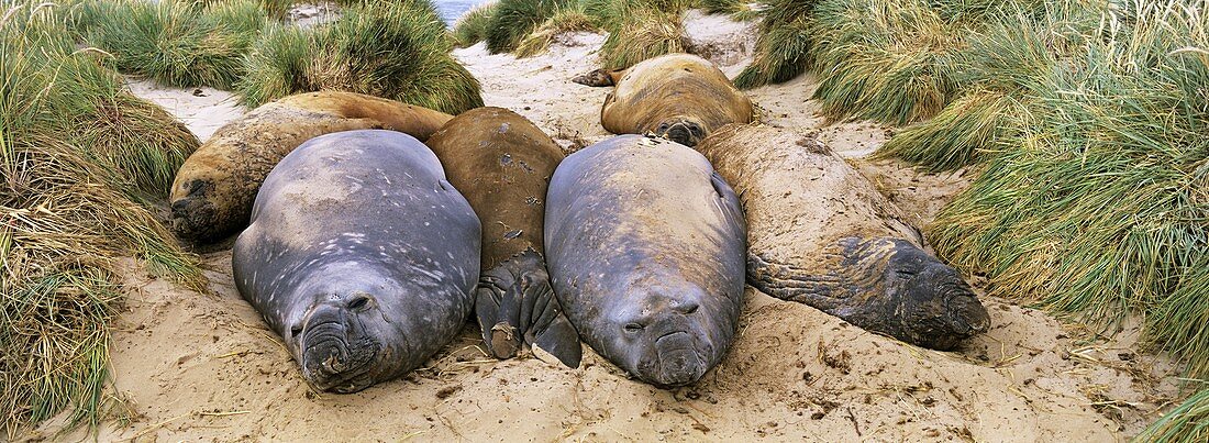Southern Elephant Seals group of bulls moulting on beach, Falkland Islands, January 2003