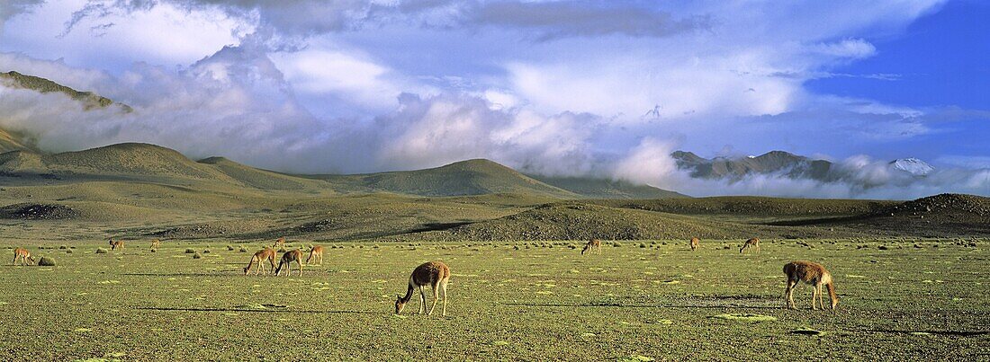 Vicuna Vicugna vicugna, Altiplano, Chile  Herd is grazing fresh grown grass  The thunderstorm clouds of the bolivian winter rainy saison in the background Vicuna are living in the cold Altiplano of the Andes Mountains  Their wool is one of the finest and