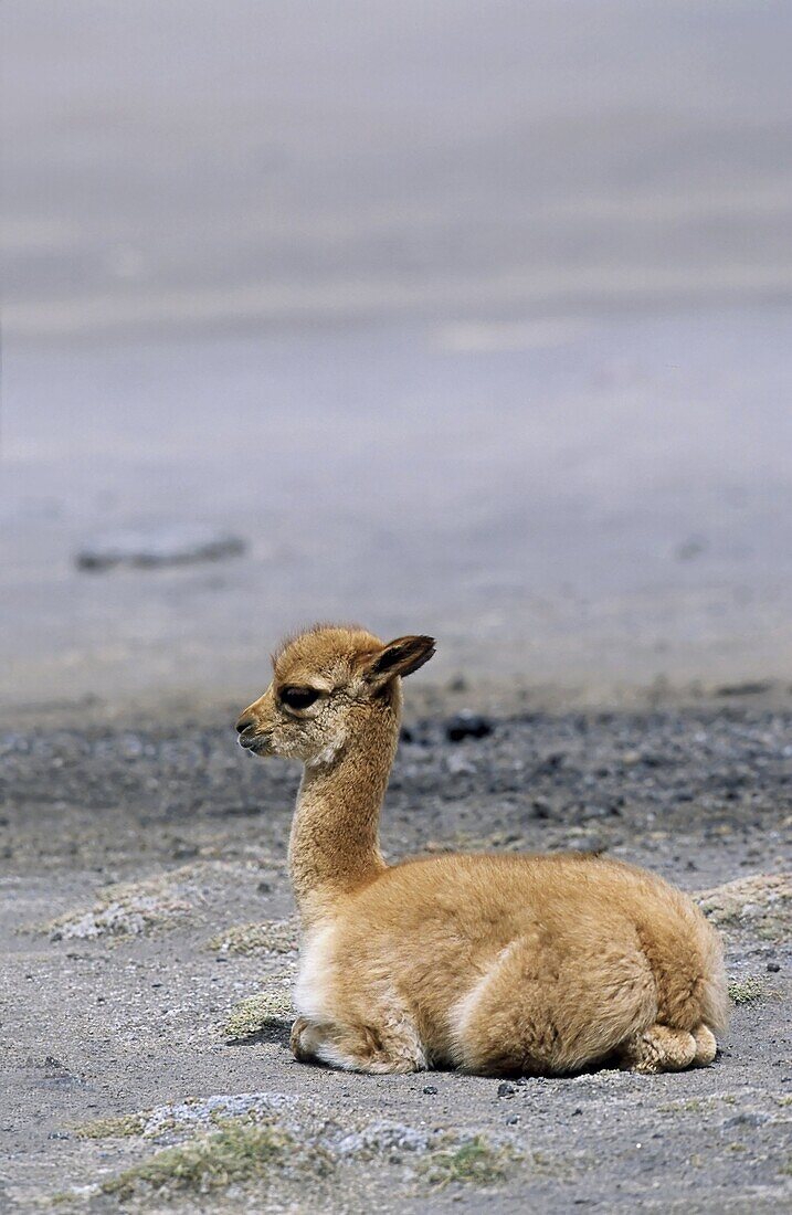 Vicuna Vicugna vicugna, Altiplano, Chile  portrait of a calf Vicuna are living in the cold Altiplano of the Andes Mountains  Their wool is one of the finest and most expensive natural fibers world wide  During the times of the Inca only kings and high ran