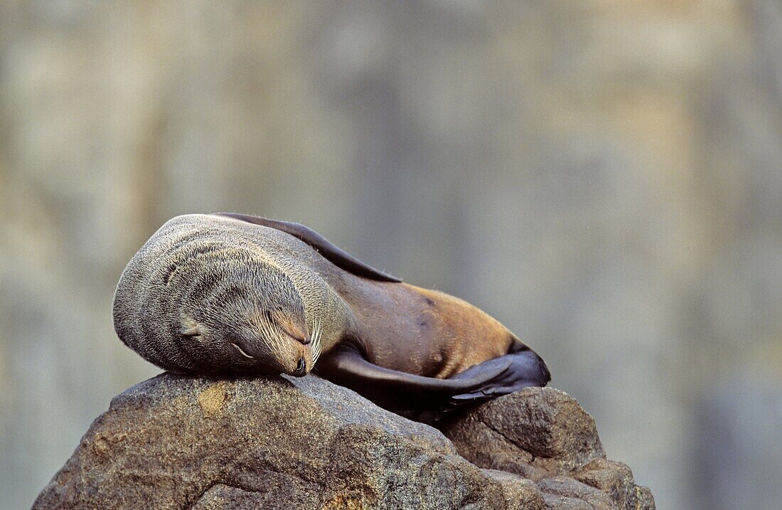 South American Fur Seal Arctocephalus australis, Chile, adult sleeping on rock America, South America, Chile, Pisagua, May 2002
