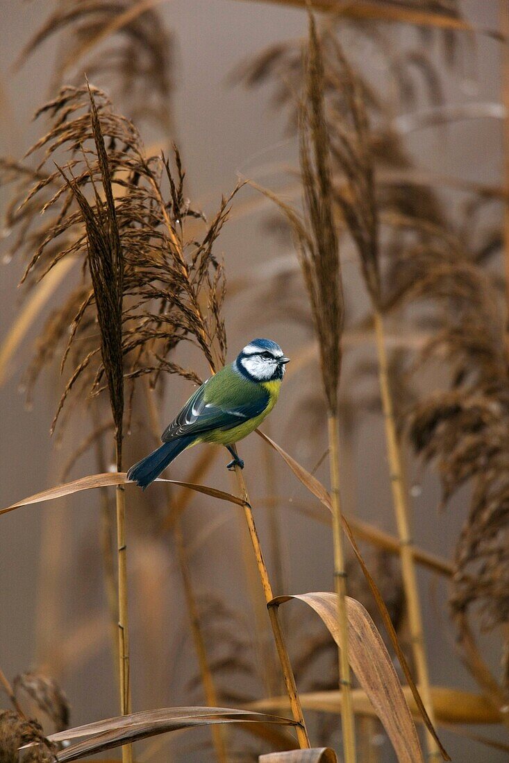 Blue Tit Cyanistes Caeruleus in reed with fog in early autumn  Hortobagy Fish Ponds, Hungary  Europe, Eastern Europe, Hungary, 2008