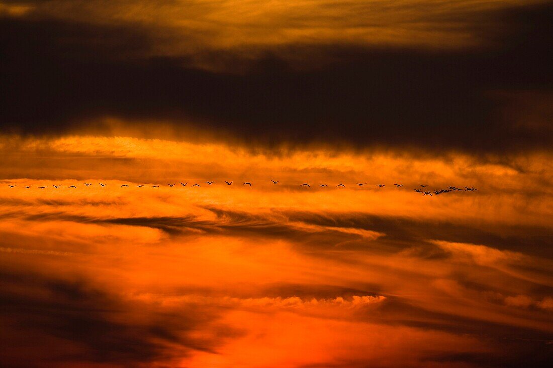 Common Crane Grus grus flying back to their roosting places against the backdrop of a dramatic red sunset  Hortobagy Nationalpark with its fish ponds is one of the most important stop over sites for cranes on their migration routes   Europe, Eastern Eruop