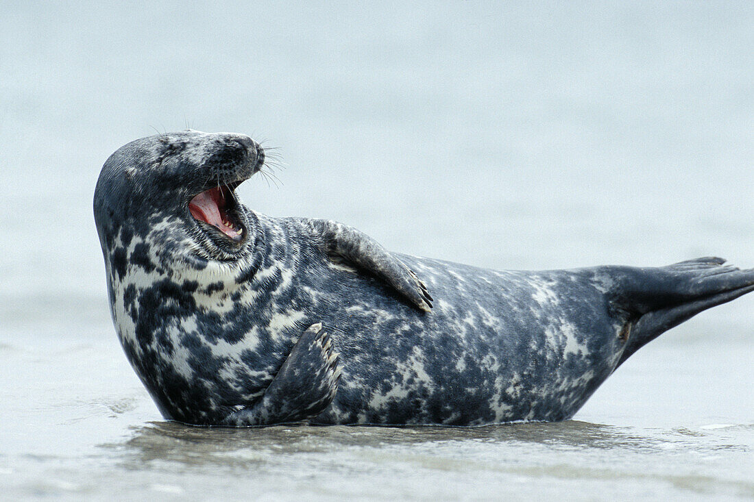 Weibliche Kegelrobbe am Strand von Helgoland, Nordsee, Deutschland