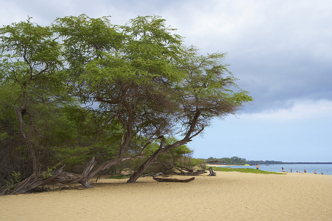 View at trees and people on the beach, Big Beach, Maui, Hawaii, USA, America