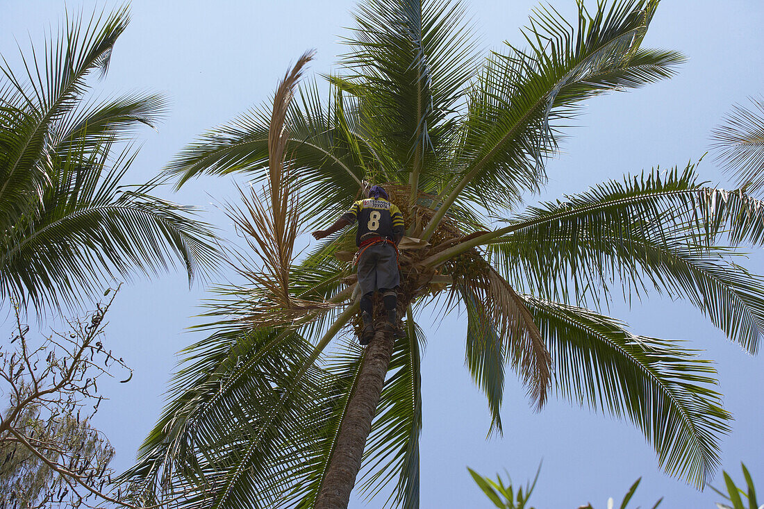 Mann beim Schneiden einer Kokosplme, Insel Maui, Hawaii, USA, Amerika