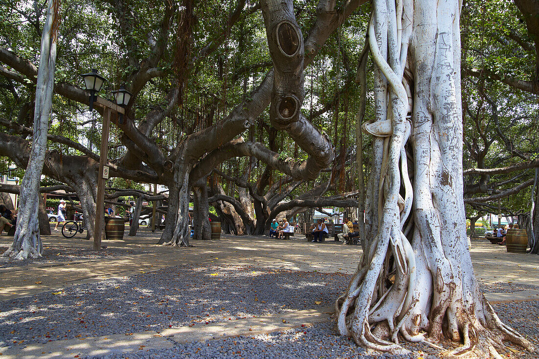 Big shady Banyan Tree at Lahaina, Maui, Hawaii, USA, America