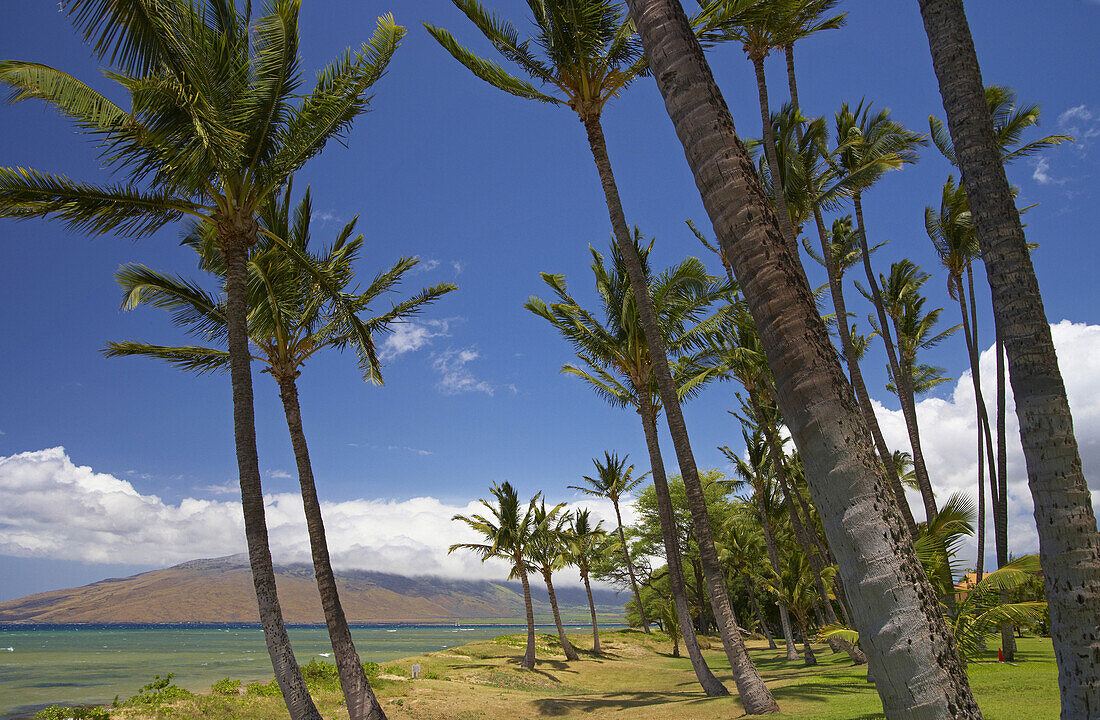 Palm trees at Mai Poina'Oe La'u State Park, Pu'u Kukui, North Kihei, Maui, Hawaii, USA, America