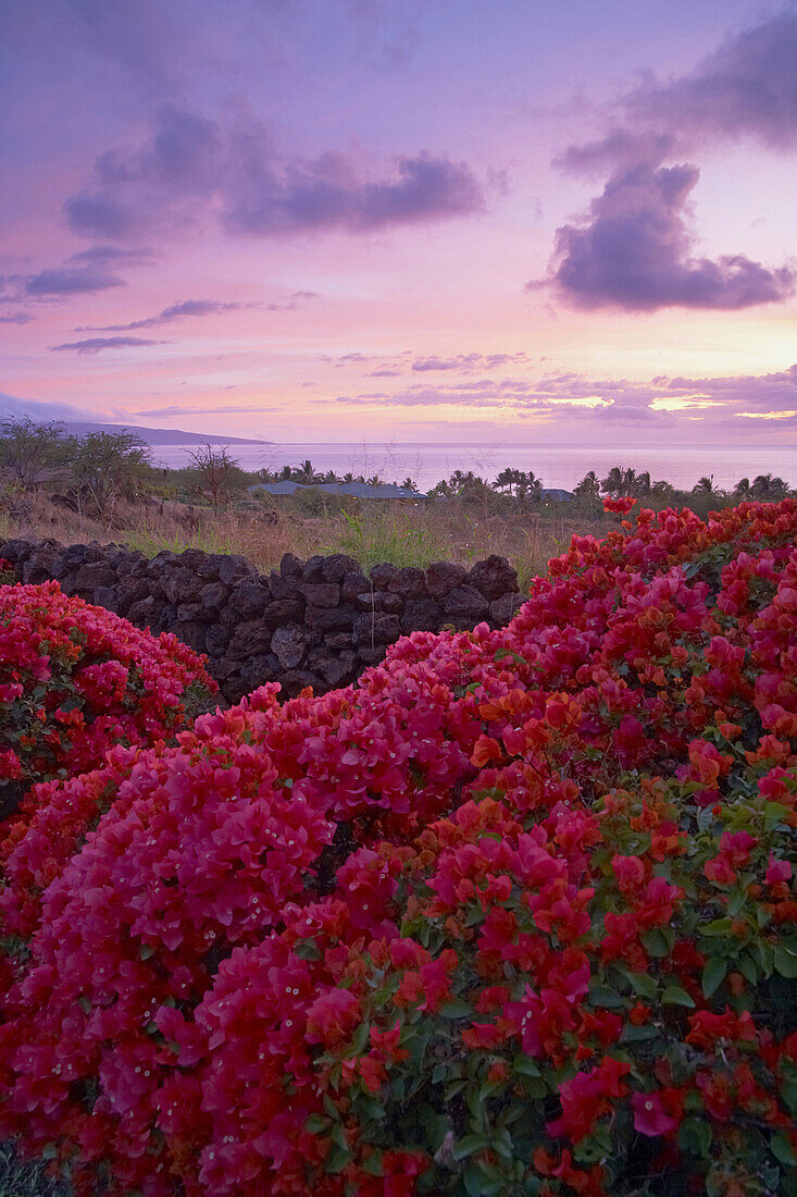 Bougainvilleahecke unter Wolkenhimmel am Abend, Insel Maui, Hawaii, USA, Amerika