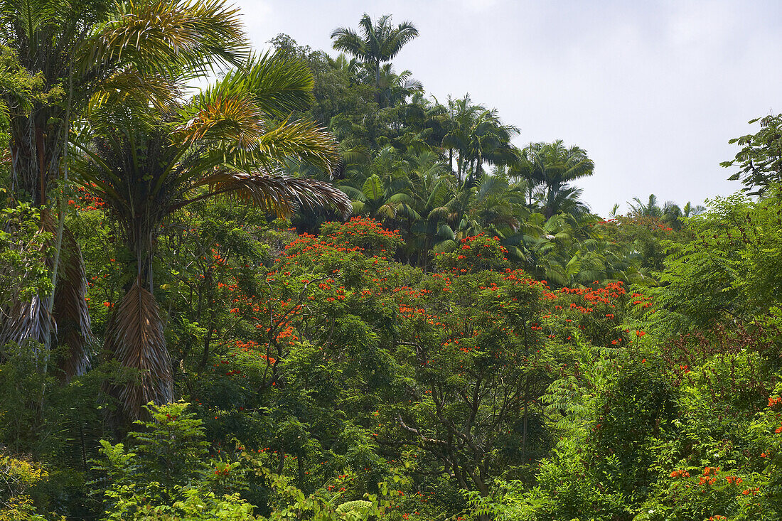 Trees at tropical forest in the sunlight, Big Island, Hawaii, USA, America