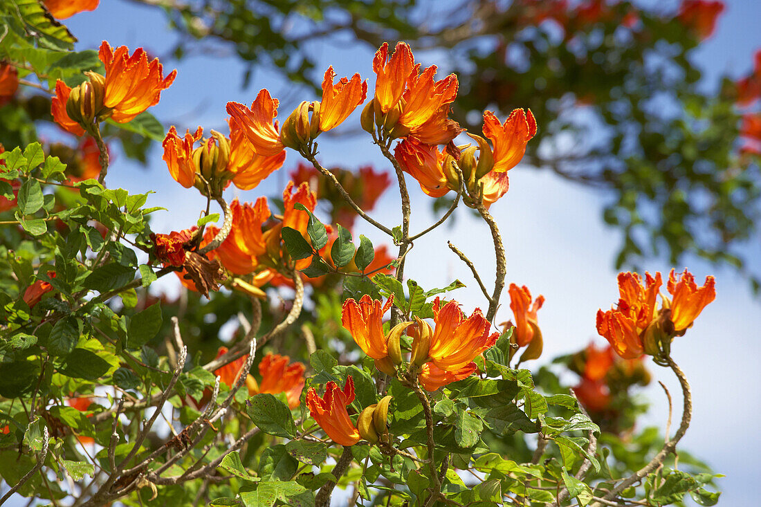 Blossoming tree, Big Island, Hawaii, USA, America