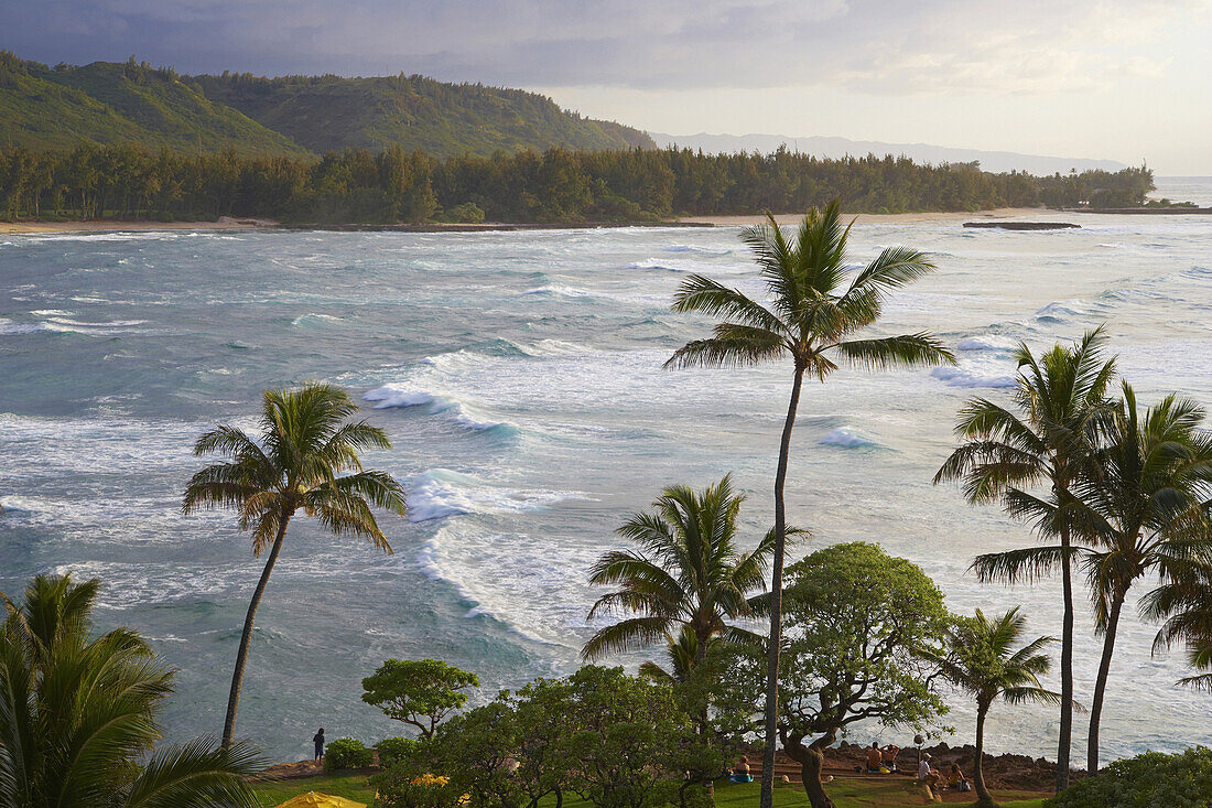 Palm trees in the evening at the North Shore, Turtle Bay, Oahu, Hawaii, USA, America