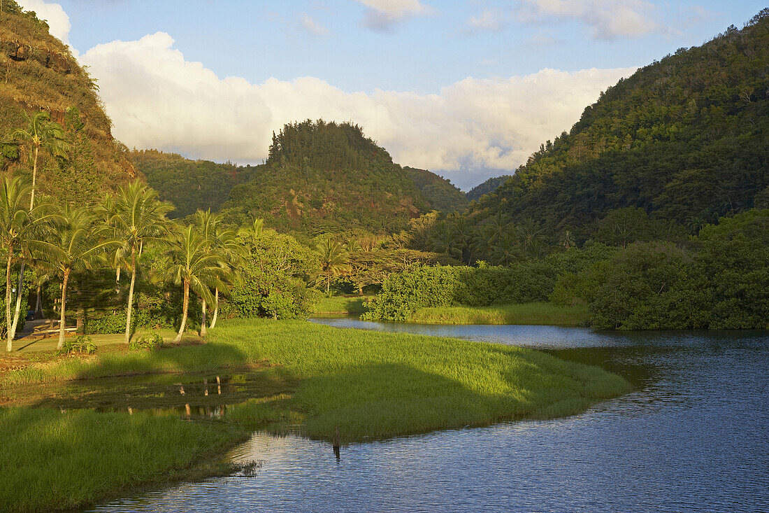 Grüne Flusslandschaft am Abend, Weimea Valley, North Shore, Oahu, Hawaii, USA, Amerika