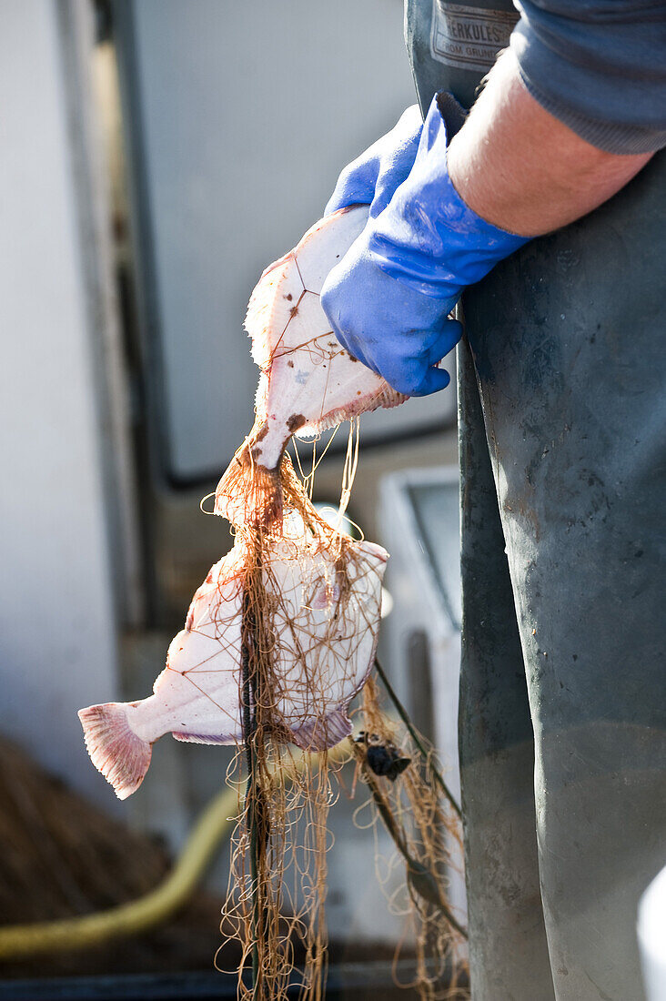 Fischer zieht Fisch aus Netz, Travemünde, Lübeck, Schleswig-Holstein, Deutschland