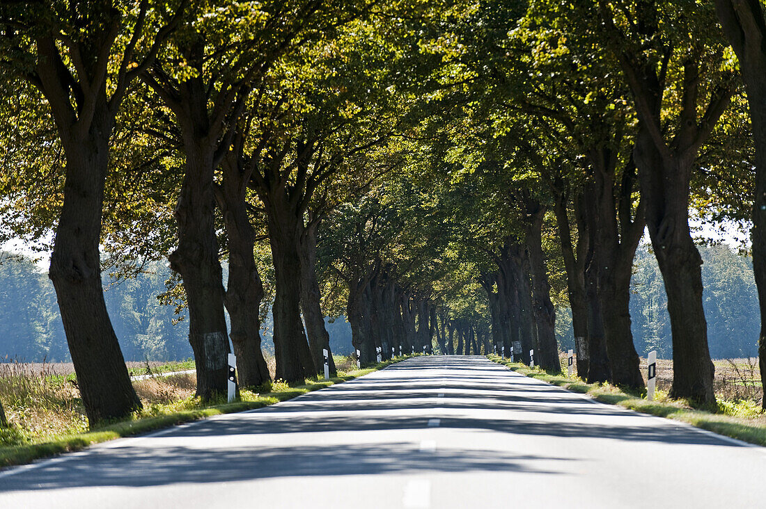 Alley near Heiligendamm, Bad Doberan, Mecklenburg-Vorpommern, Germany