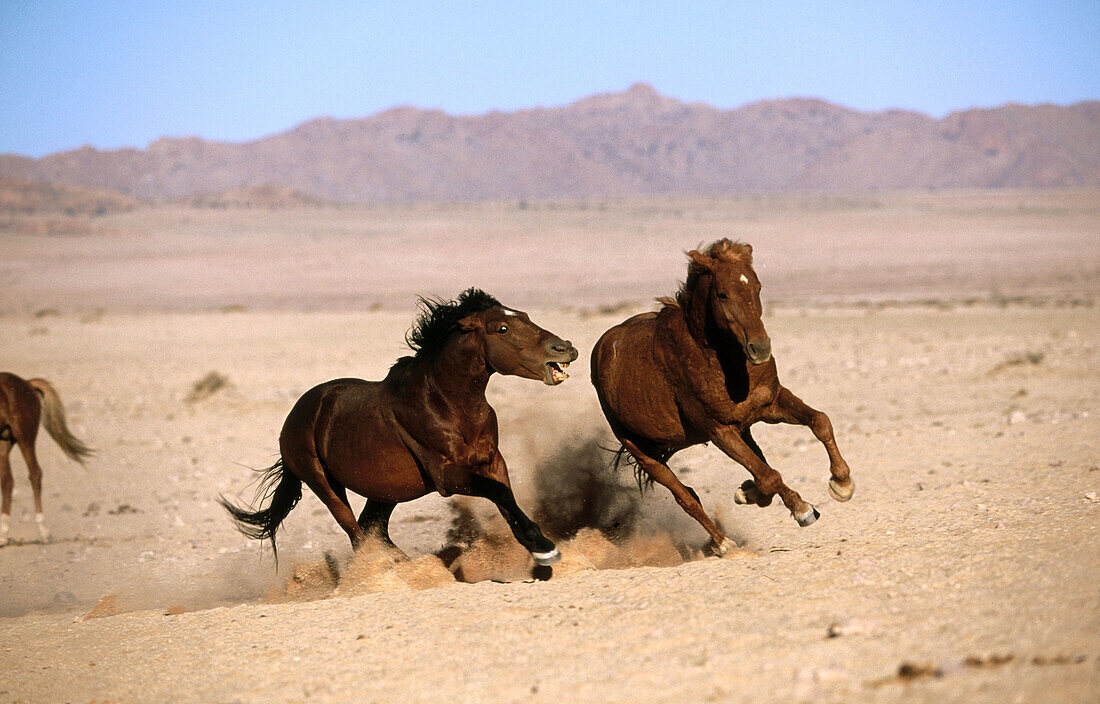 Namib wild horses (Equus caballus), Klein Aus, Namibia