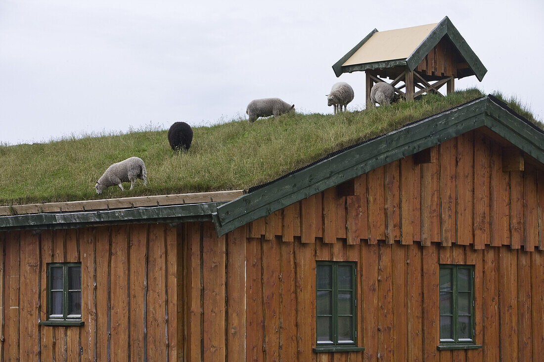 Lawnmower Sheep on Rooftop, near Flakstad, Flakstadoy, Lofoten, Nordland, Norway, Europe
